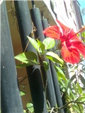 hibiskus